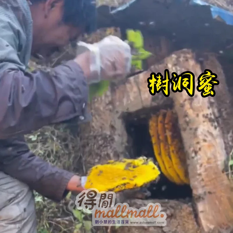 天然野生 樹洞蜜 2023年